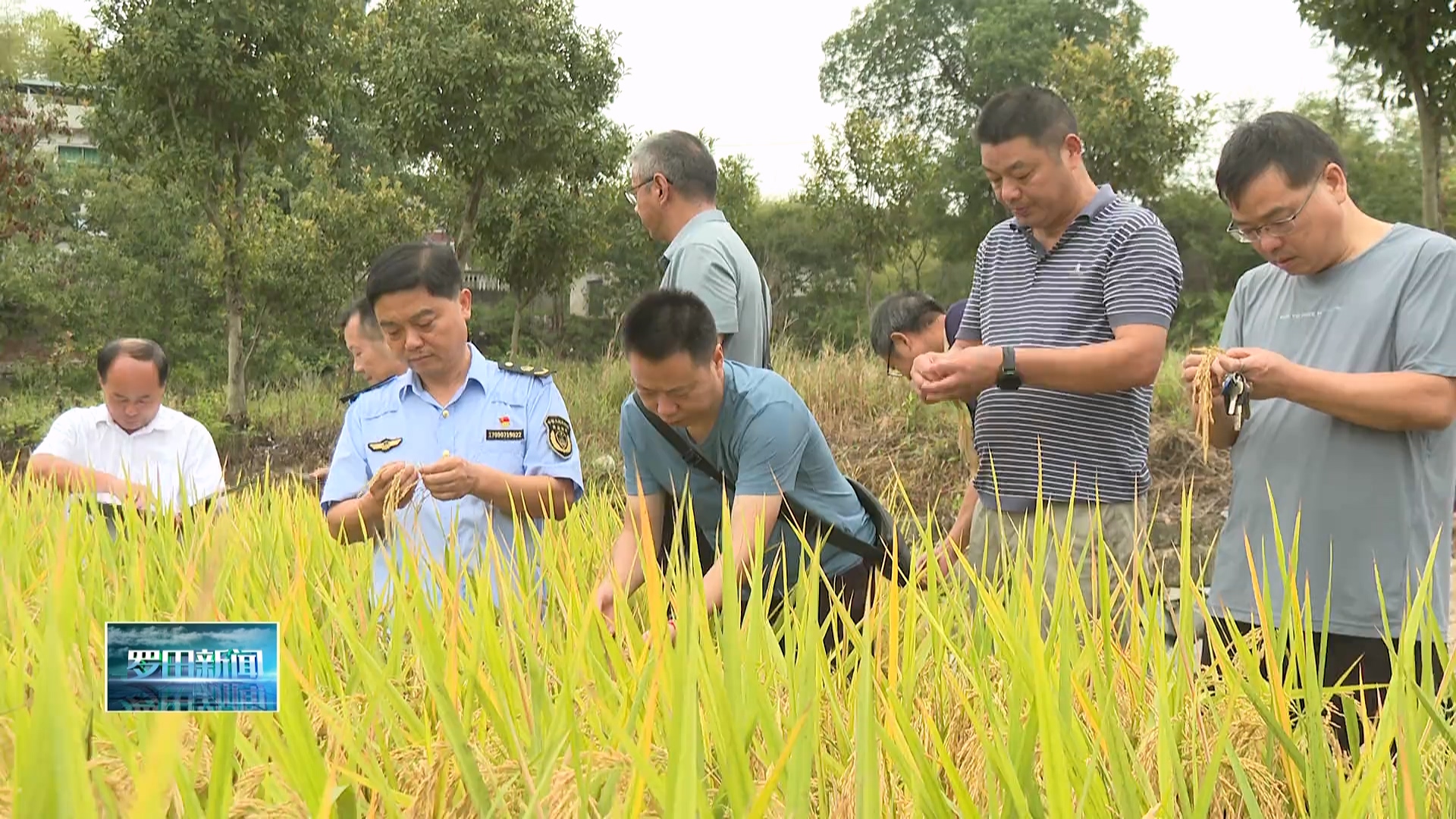 罗田县农业农村局举行2025年水稻新品种展示示范现场观摩活动
