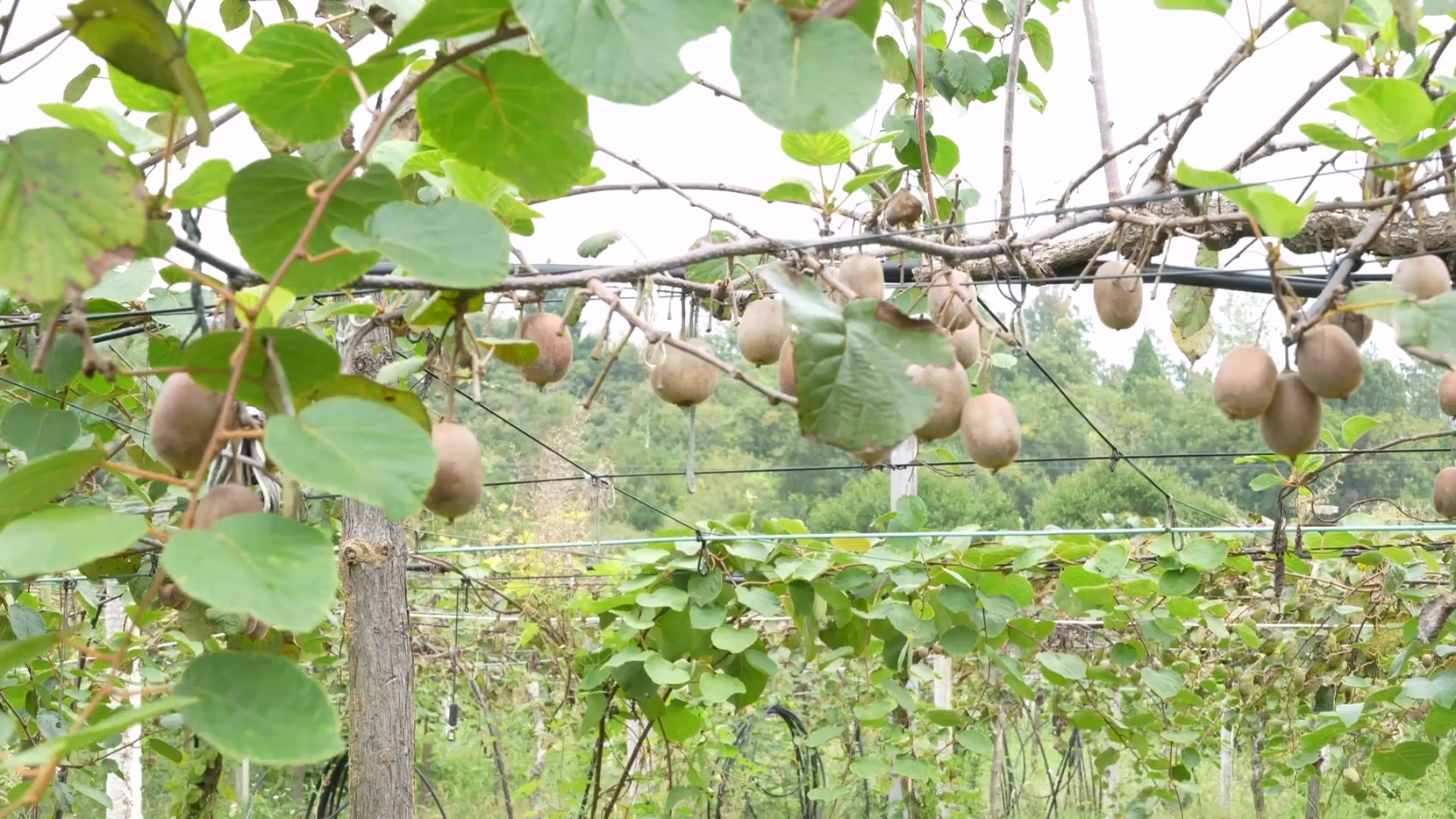 猕猴桃香迎双节