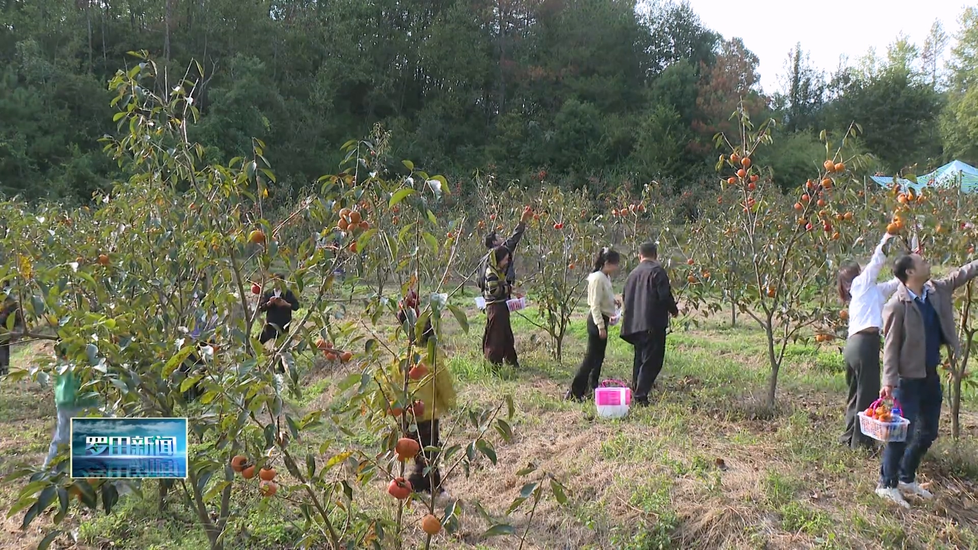 昔阳冲村：“丰”景如画“柿”业红