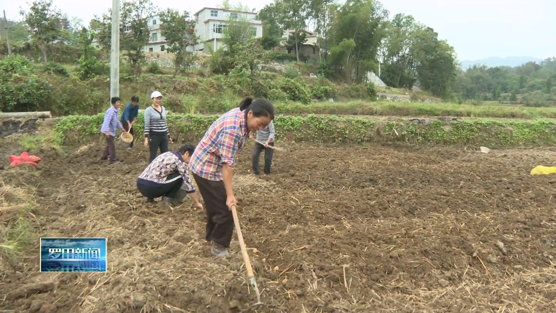 匡河镇文家坊村：百合种植正当时 绘就增收新图景
