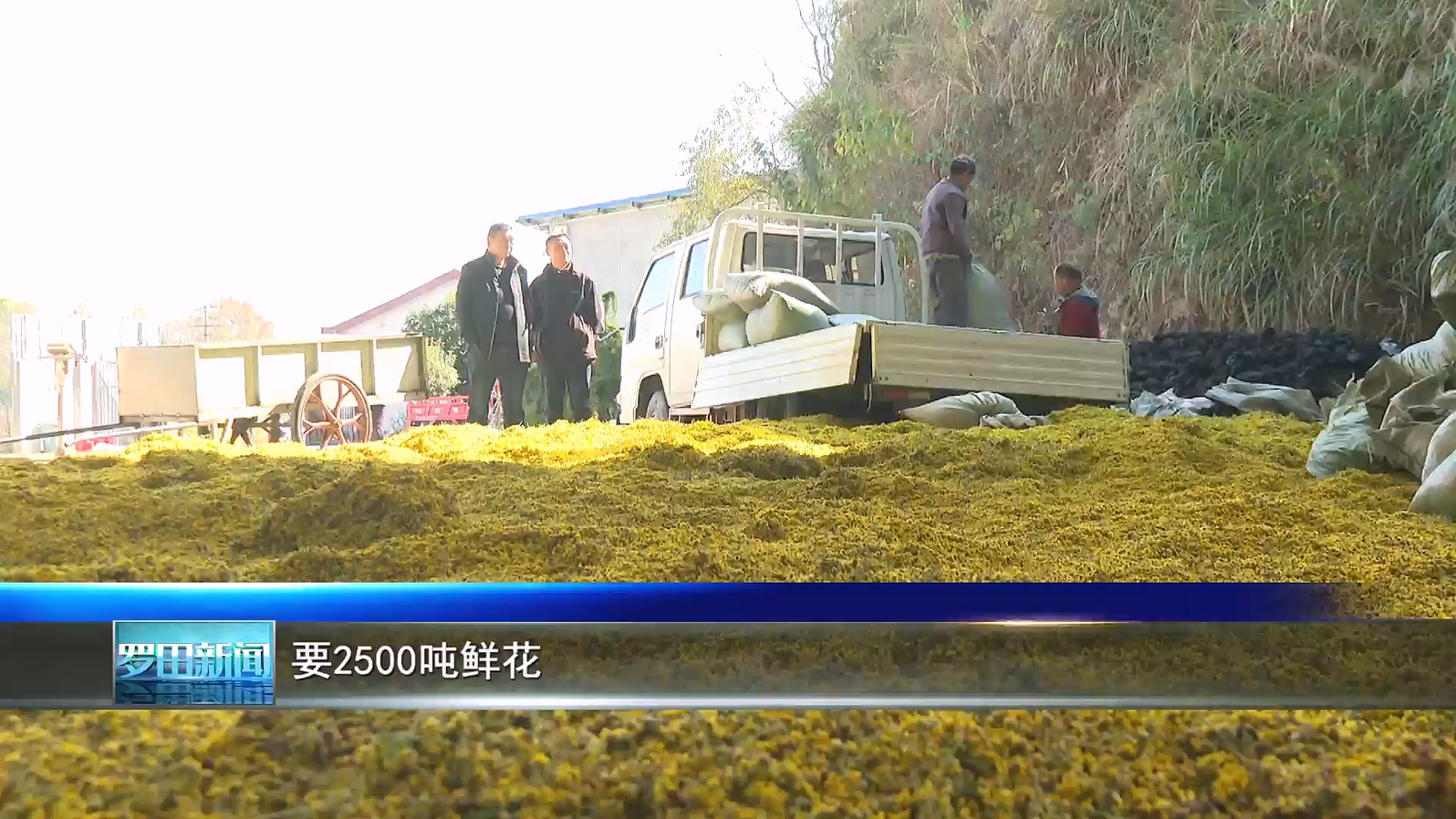 三里畈镇裕农中药材种植专业合作社：小菊花“链”起大产业