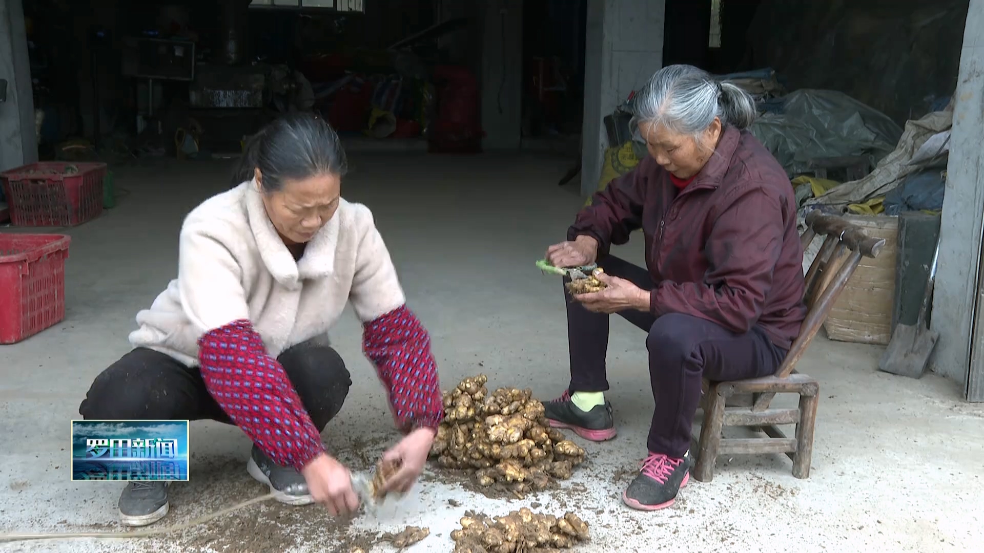 “姜”来可期——大河岸镇南家山村小黄姜种出火辣致富路