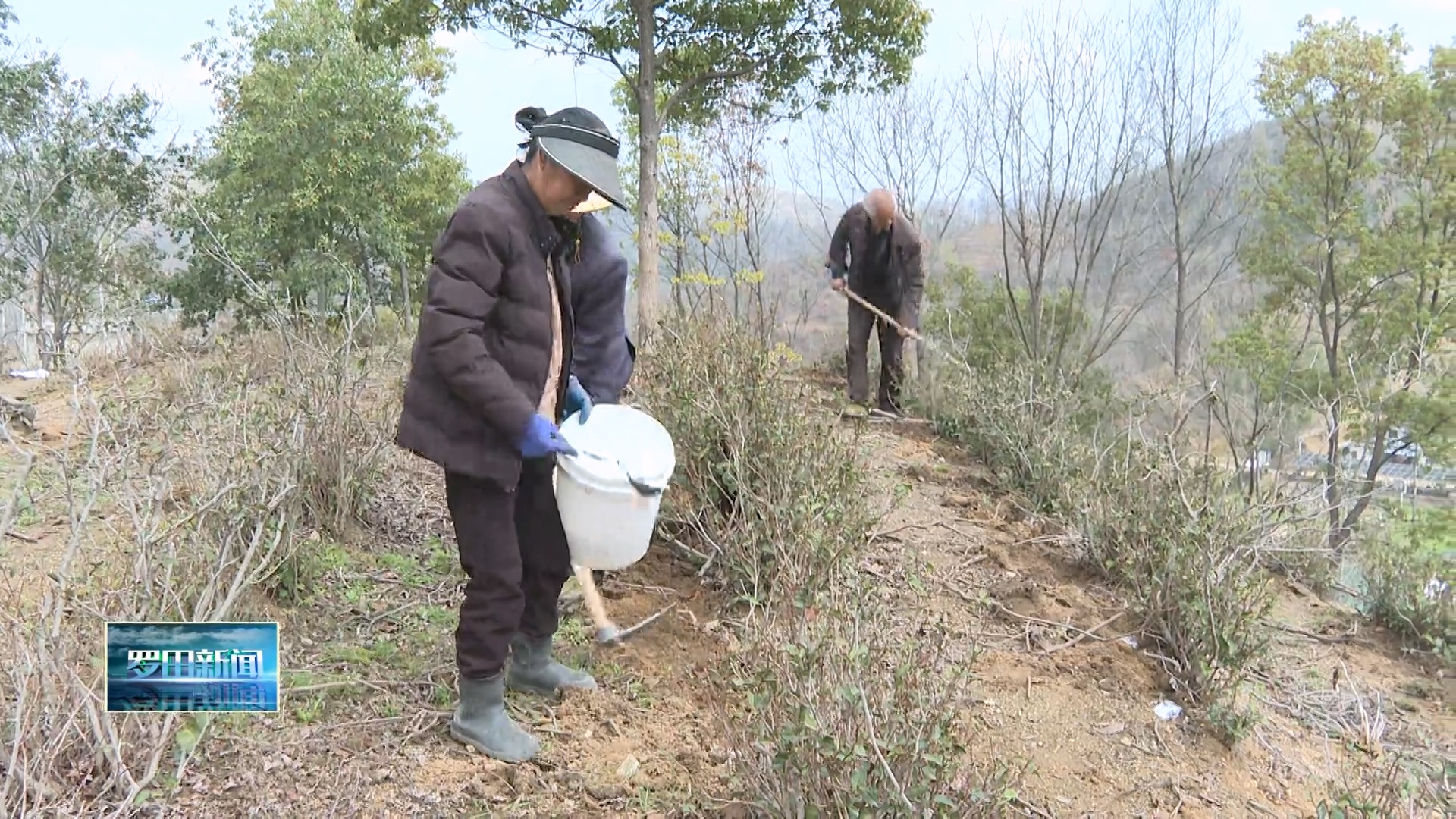 县裕康林牧专业合作社：抢抓农时忙春管 茶园焕新促增收