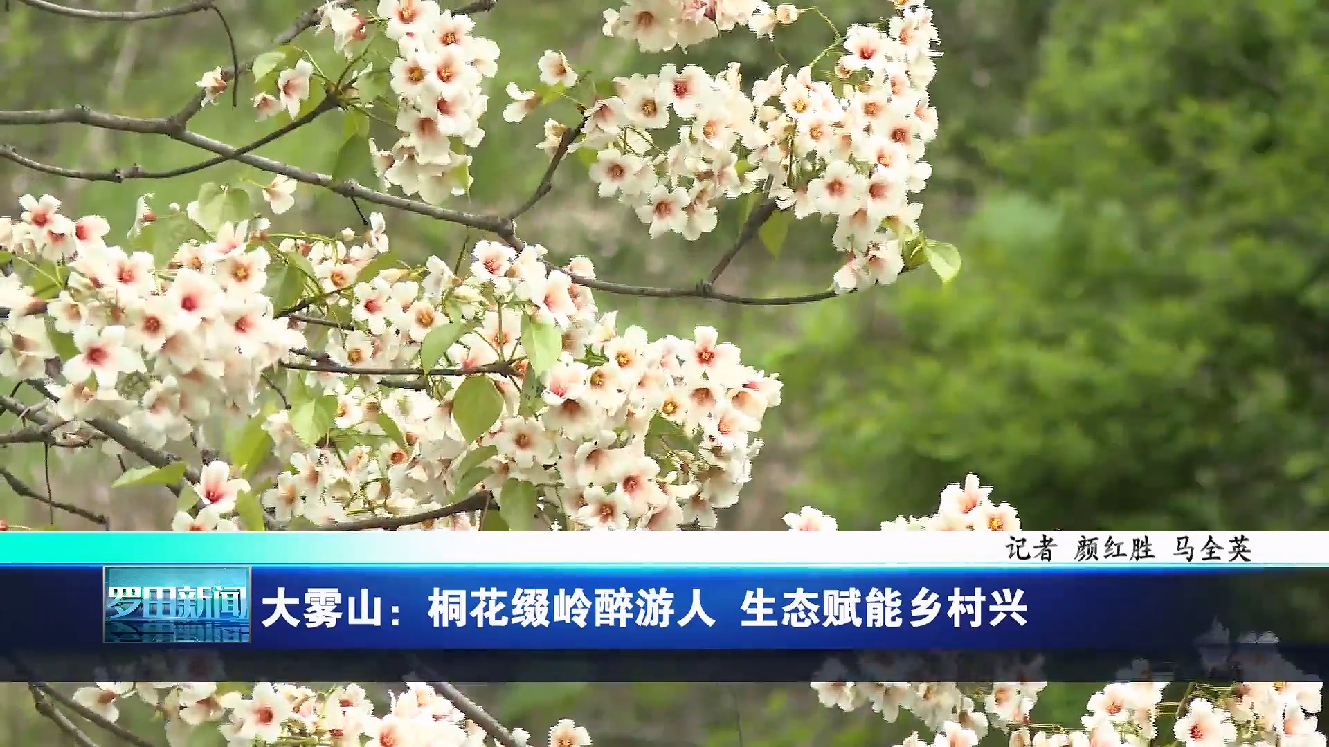 大雾山：桐花缀岭醉游人 生态赋能乡村兴