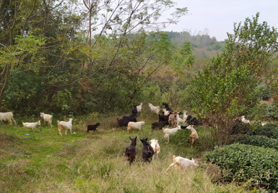 太平桥镇雨淋山村引进一位创业能人盘活一片绿色基地带动一方村民致富