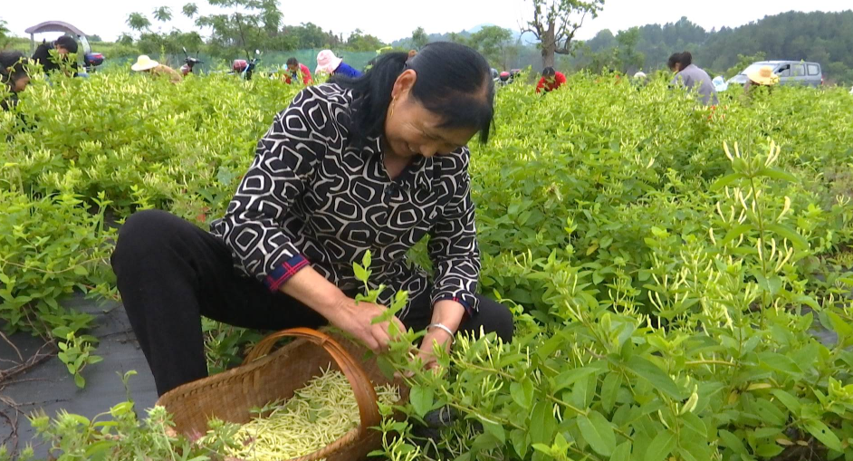 金银花苗长什么样