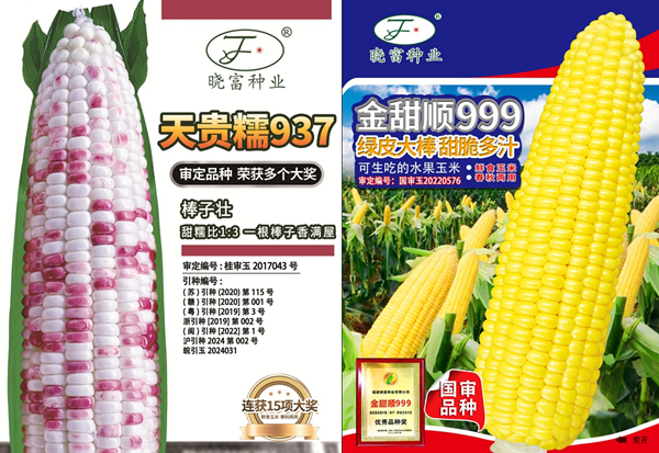 合并两玉米.png