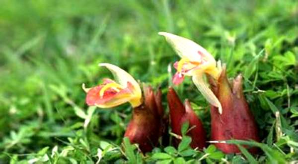 房县阳荷笋上市了02
