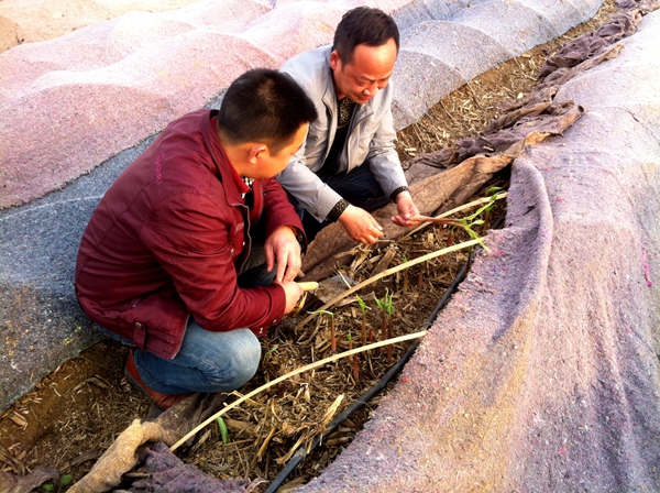 房县鑫绿源合作社引进种植的"阳荷笋"房县新闻网讯 记者 孙国 明长春
