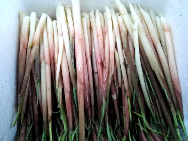 房县阳荷笋上市了02