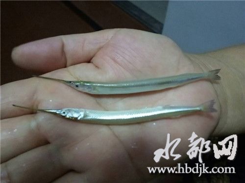 丹江口均县镇发现稀有鱼类针鱼群