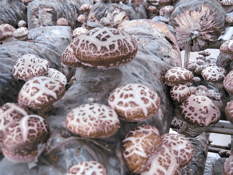 品舌尖美味2014年4月18日,央视《舌尖上的中国》节目报道房县小花菇:"