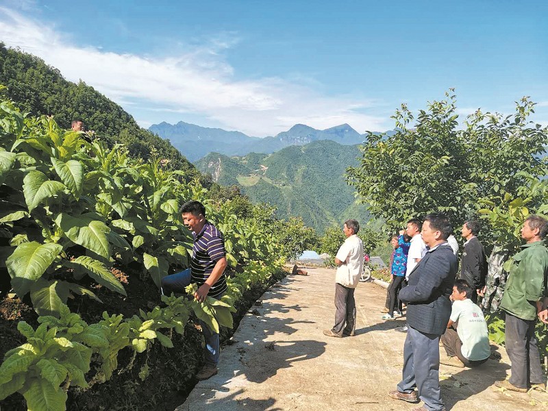 乡村振兴烟农挑上金扁担房县九道乡脱贫攻坚工作综述