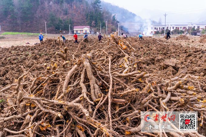虎杖生威房县14个乡镇年产鲜虎杖两万吨收入过亿