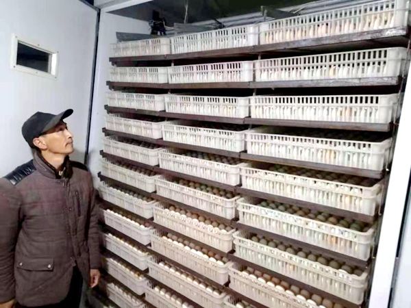 土鸡孵化育雏是一项技术性要求较高的工作,去年房县人民政府拿出专项