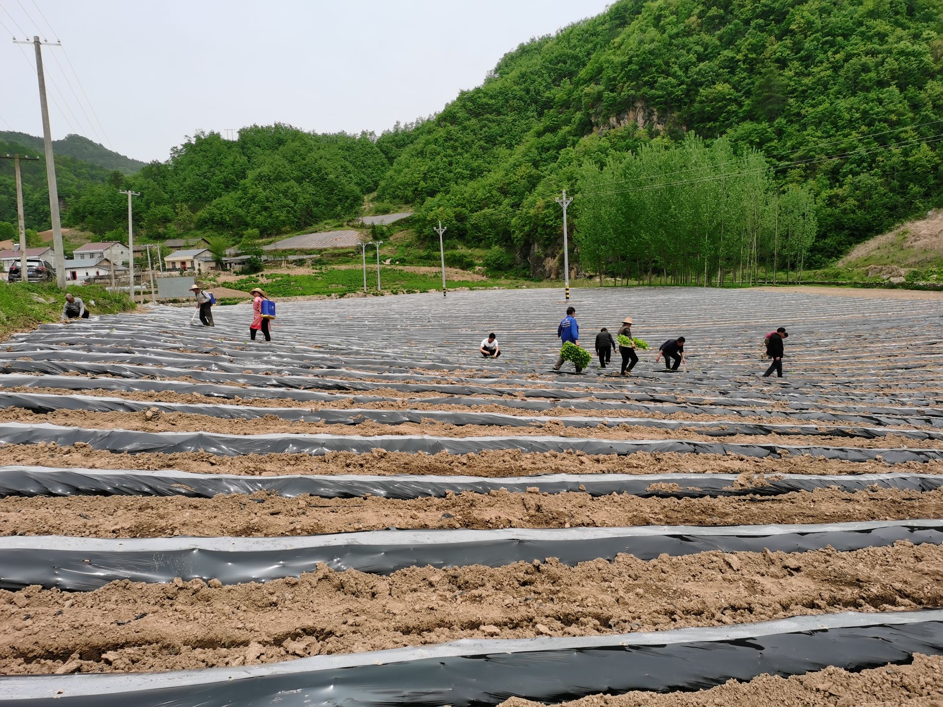 房縣45萬畝菸葉即將全面完成移栽