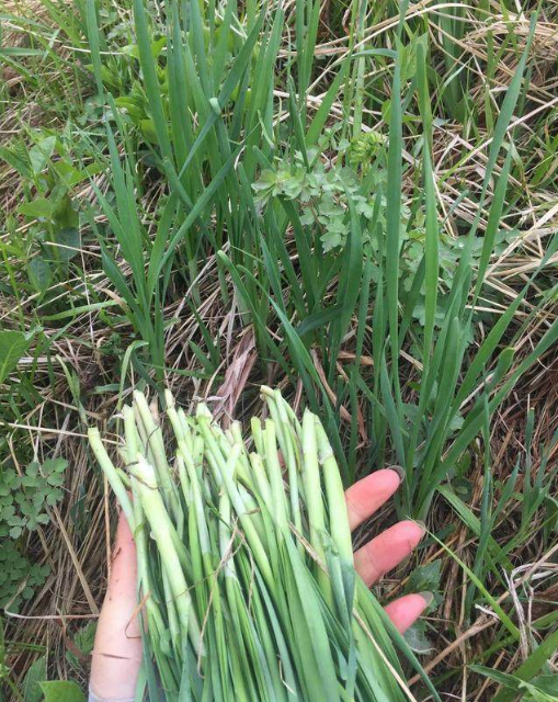 野韭菜
