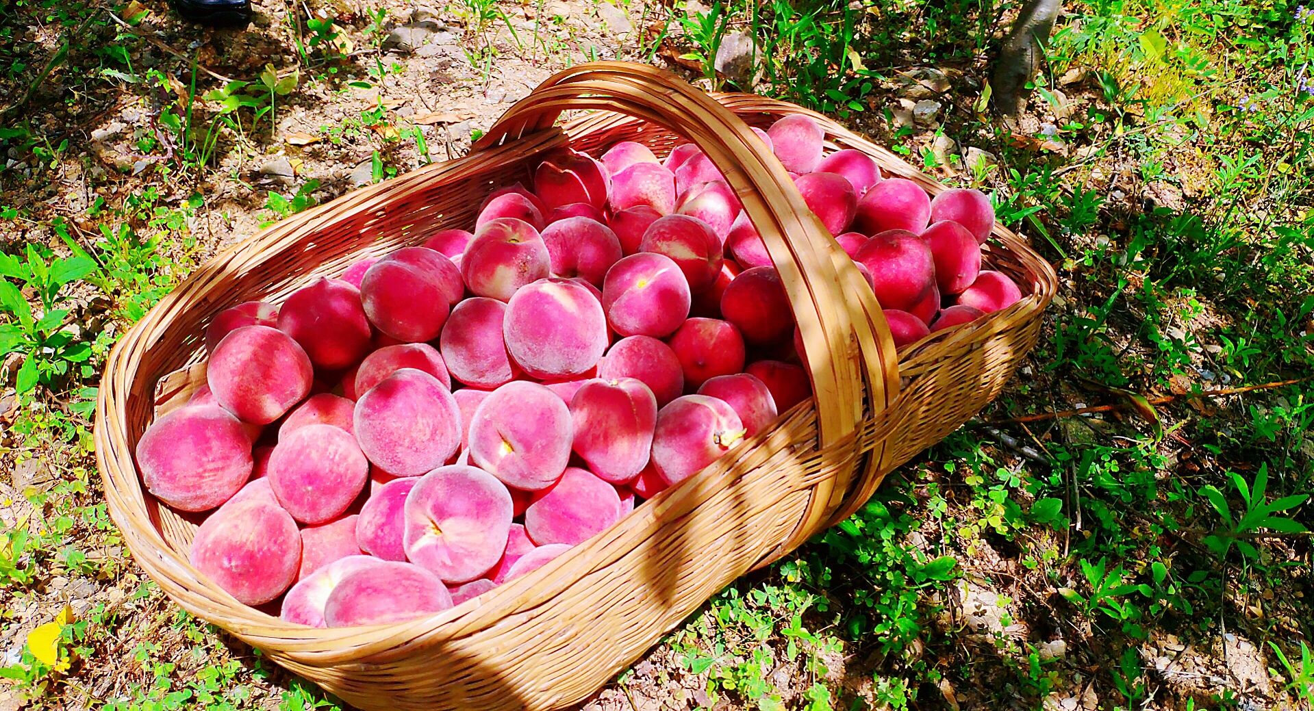 白鹤镇五月桃熟了果农笑了