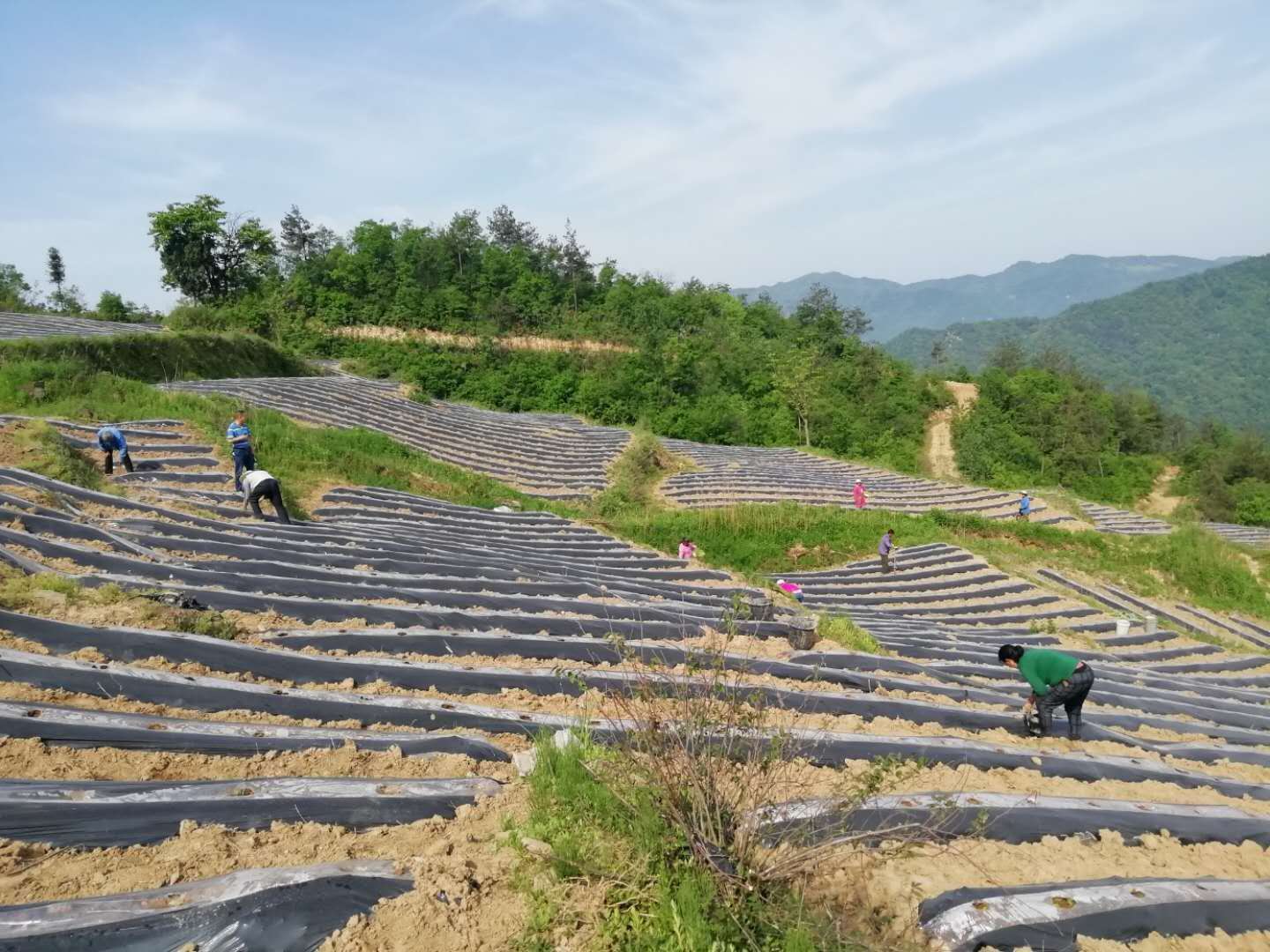 人參為輔的中藥材產業,穩定發展菸葉和食用菌產業,因村制宜發展黑豬