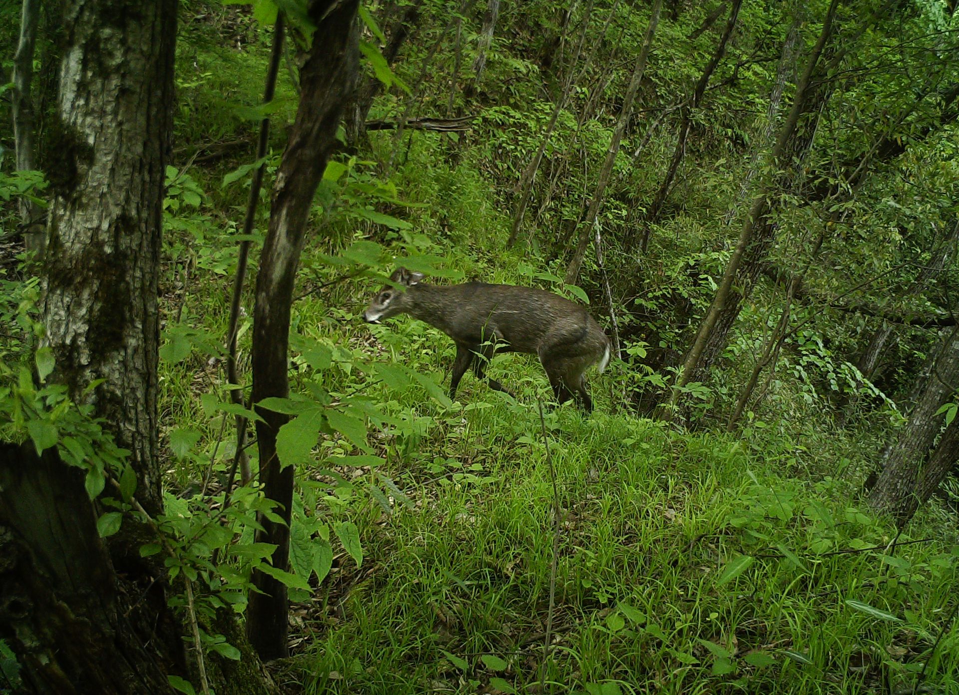 野人谷省级自然保护区首次拍到多种野生动物