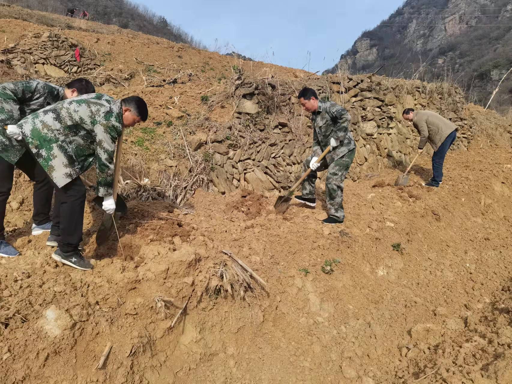 房县万峪河乡春风十里植树正当时