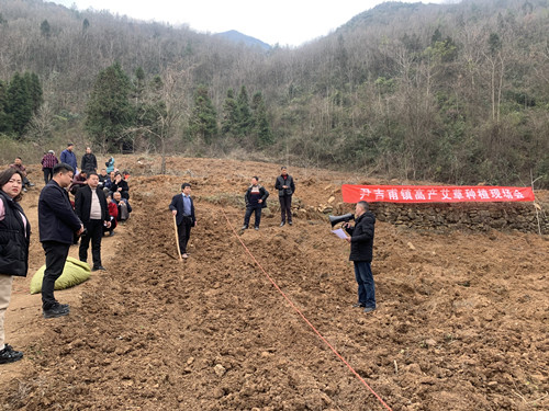 尹吉甫鎮:艾草種植培訓走進田間地頭 全鎮掀起艾草產業發展熱潮_房縣