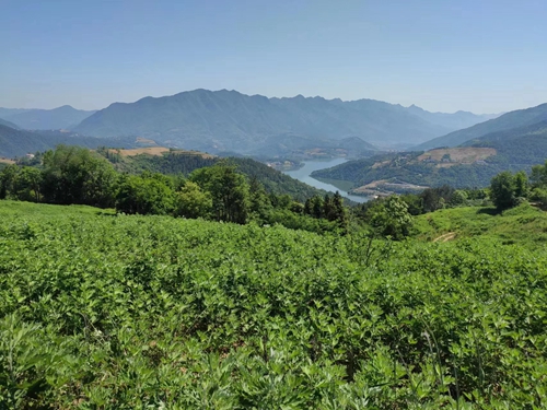 初夏五月,艾香怡人,走进尹吉甫镇珠藏洞村千亩艾草基地,满眼苍翠,一株