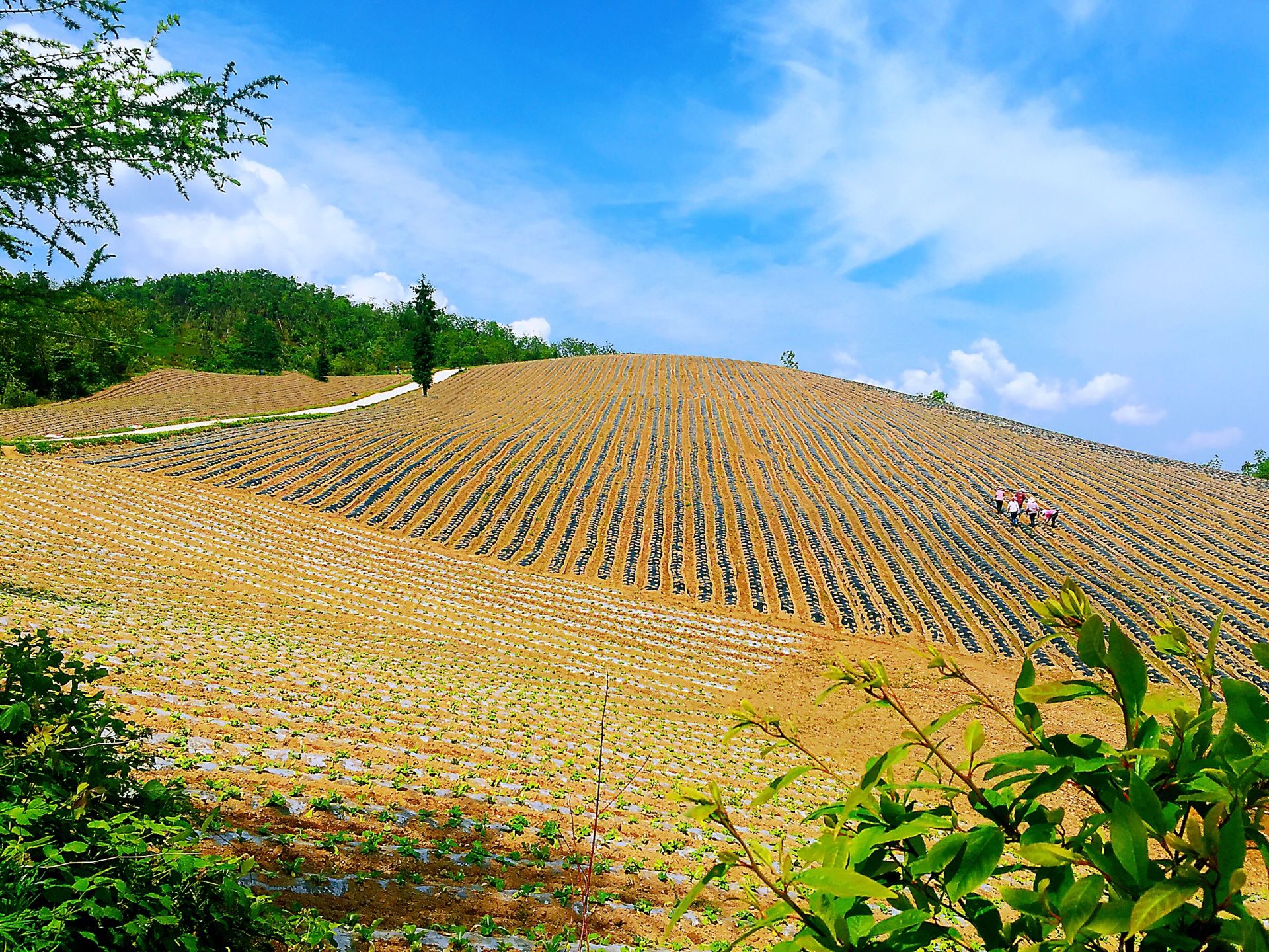 野人谷镇东蒿坪村高山蔬菜种植现场
