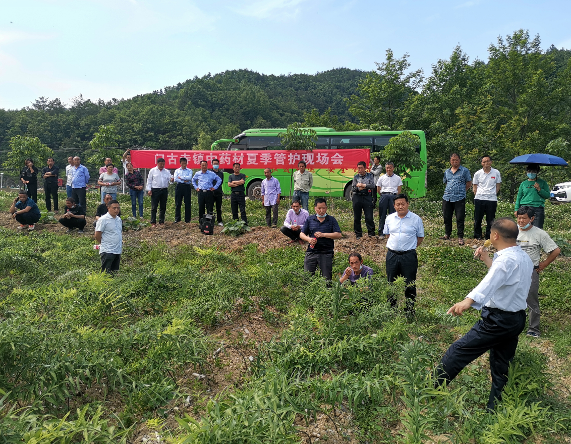 现场观摩阶段,在狮子岩村中药材种苗繁育基地和中药材种植基地,房县陵