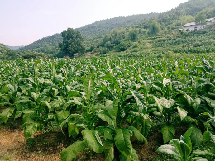 土城镇烟叶铺满致富路乡村振兴加足油