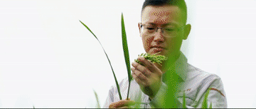 探寻新时代发展足迹｜中国人的饭碗应该主要装中国粮