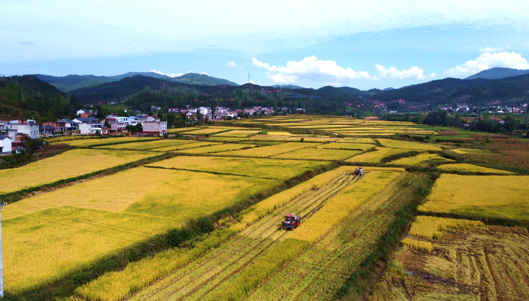 白鹤镇付家村500亩水稻开镰收割_房县新闻网