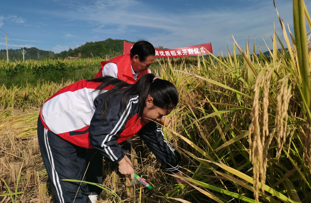 白鹤镇学生下田割稻谷感受粒粒皆辛苦