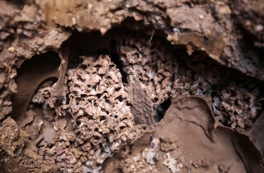 为黄泥粘土,气候,土壤,植被等生态环境十分适宜土栖白蚁的滋生繁衍
