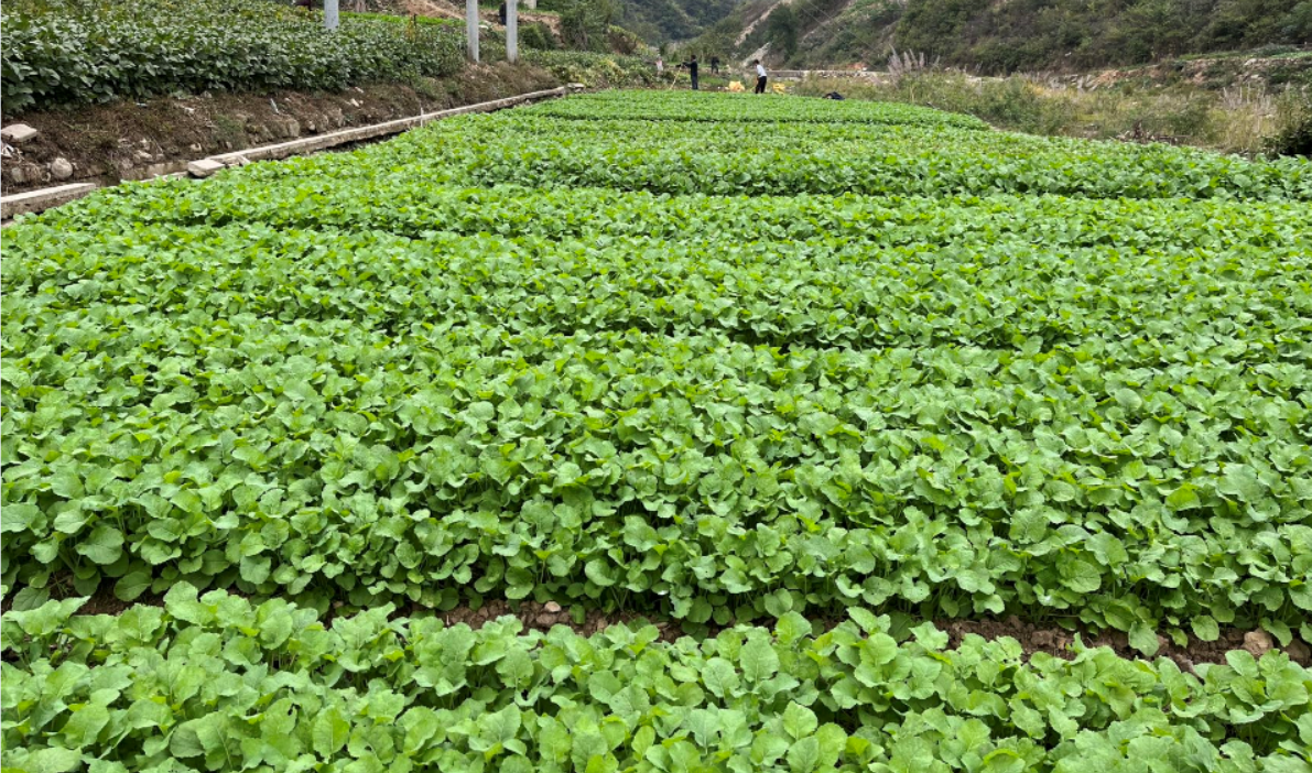 开发冬闲田扩种房县油菜长势喜人