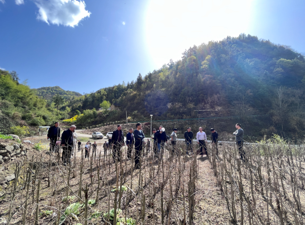 房县大木厂镇开展春季产业拉练会