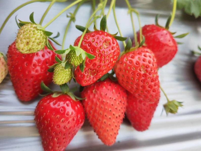 房縣：草莓經濟助力鄉村振興