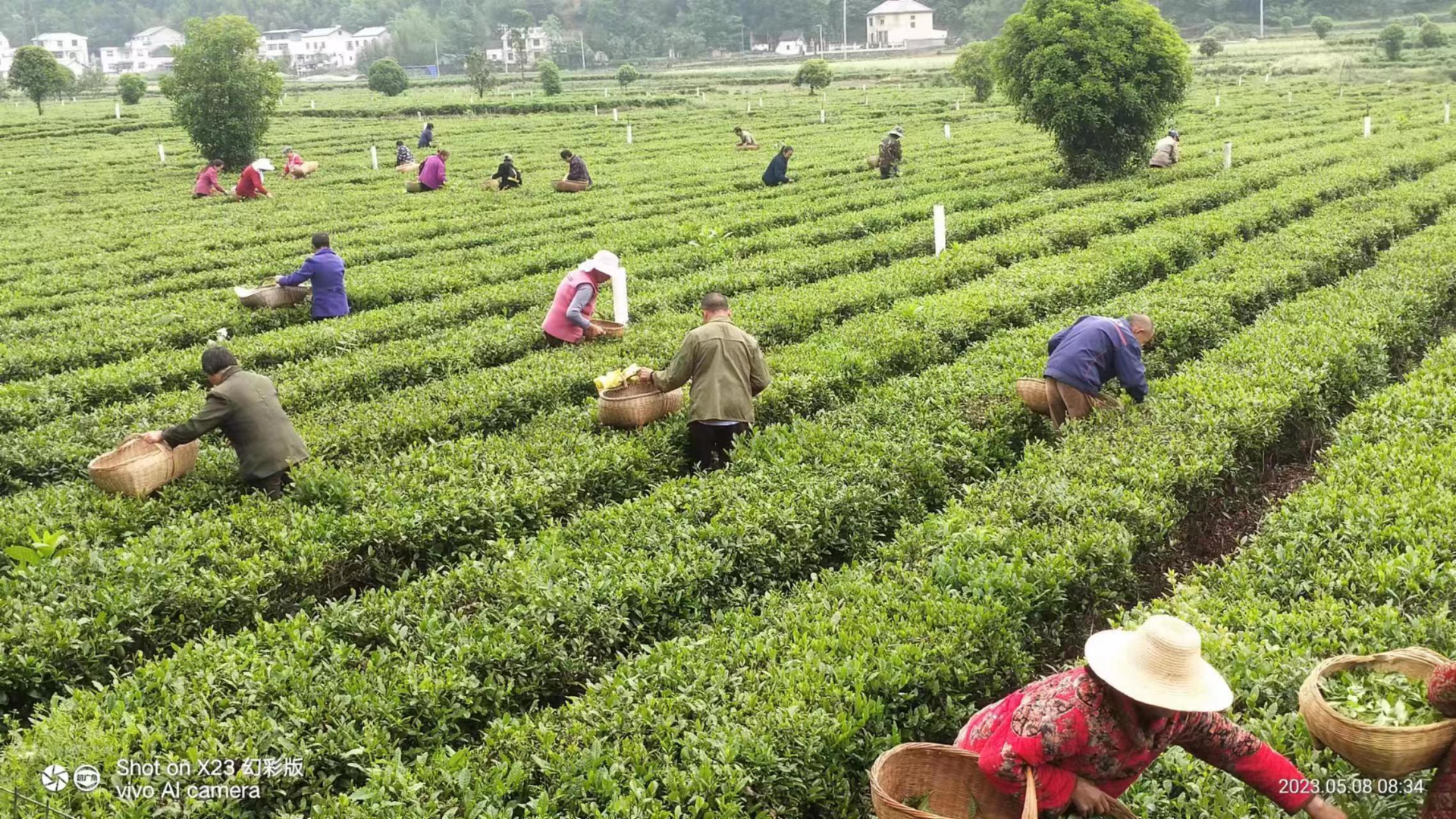 窑淮镇:"茶旅融合"赋能绿色振兴_房县新闻网