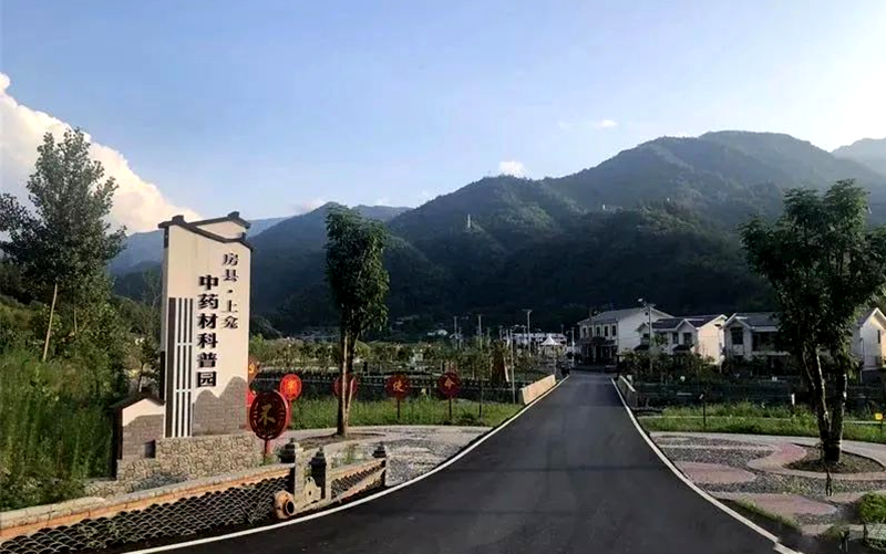 房縣：中草藥開出“致富方” 