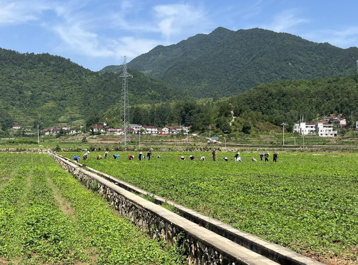 【共同缔造】青峰镇:共同缔造兴产业,统筹发展振乡村_房县新闻网