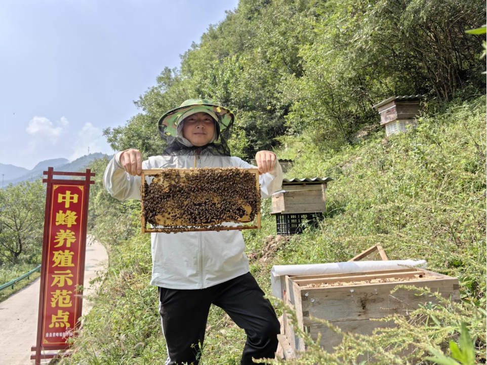 十堰房县小小蜜蜂酿出甜蜜事业