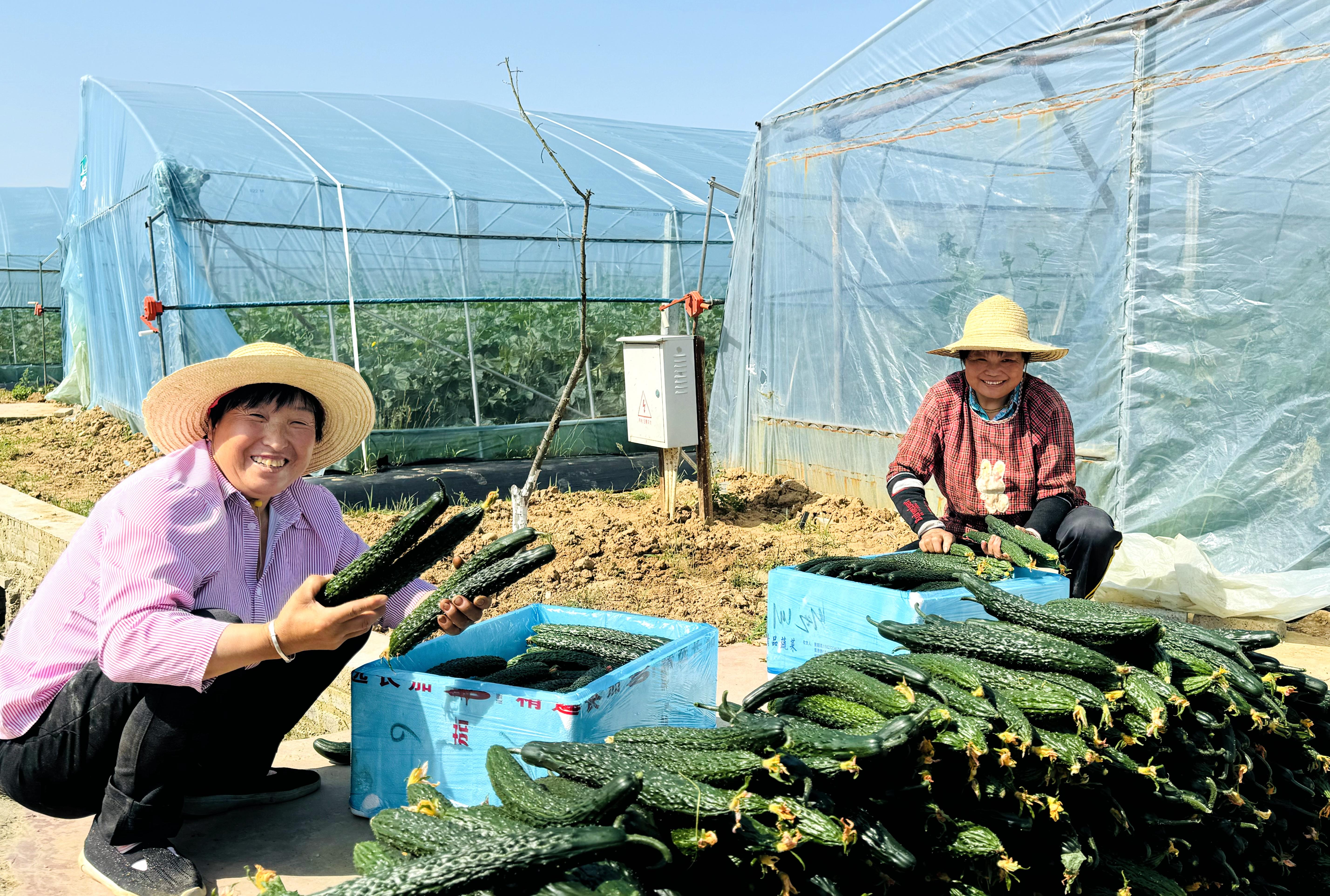 白鹤镇：大棚黄瓜喜丰收    “蔬”写夏日好“钱”景