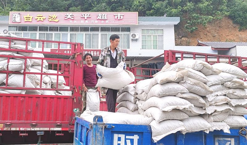 九道乡:新型燃料进炉膛 烟农心头乐滋滋