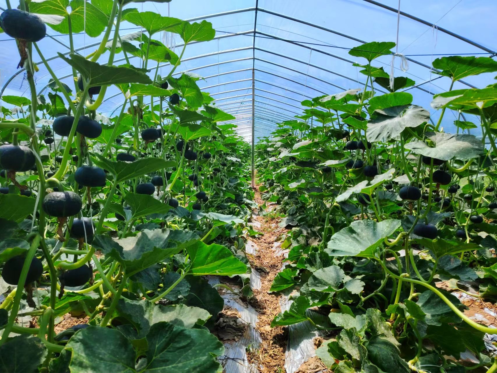 十堰房县:百亩贝贝南瓜丰收在望