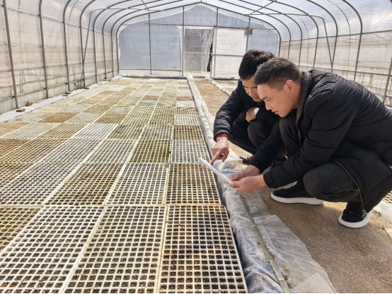 青峰镇：人勤春来早 育苗正当时