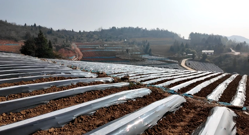 【记者走基层】门古寺镇叶家河村：机械滴灌双赋能  烟田沃野启新程