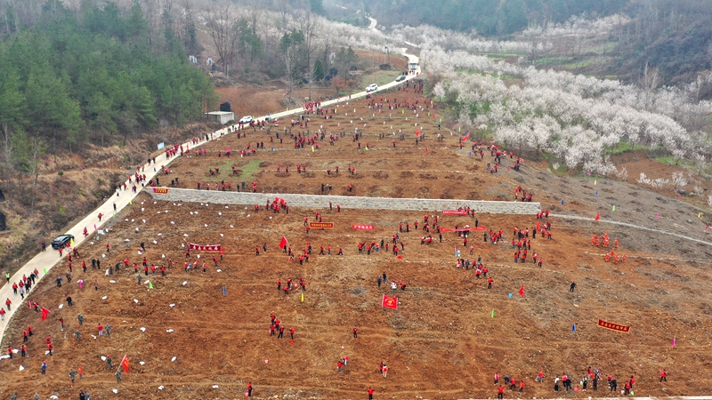 房县开展2026年春季义务植树活动