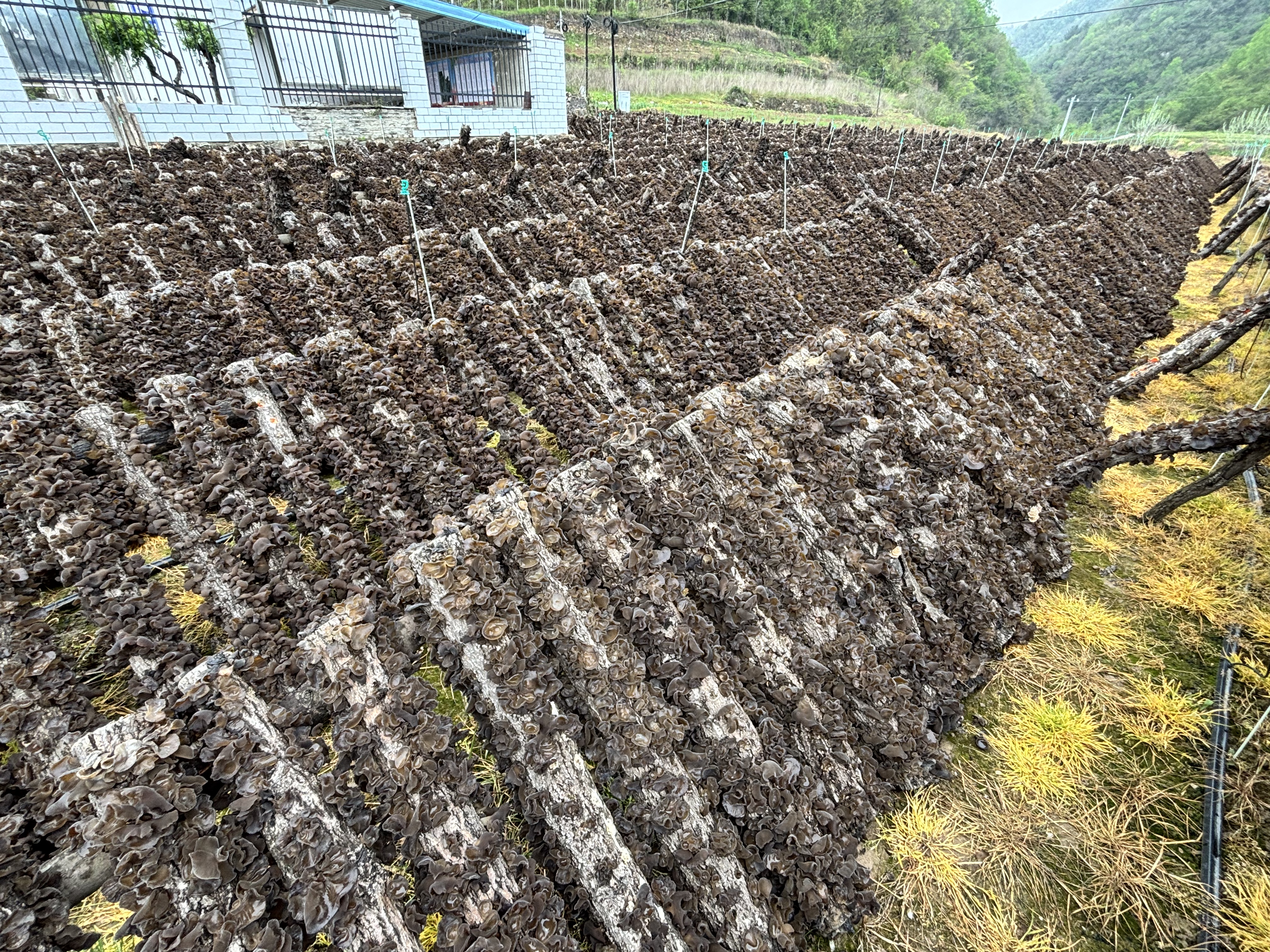 房县白鹤镇：雨润菌香 千架椴木 林下生“金”