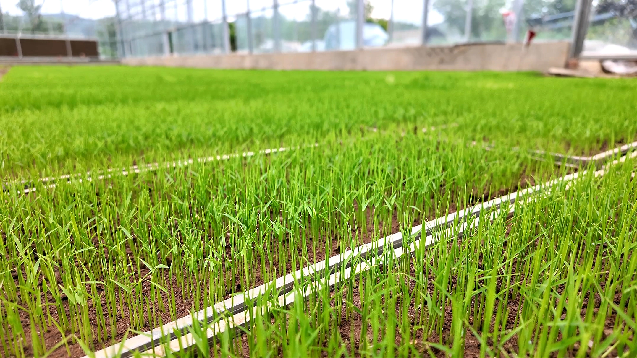 【记者走基层】房县：工厂化育秧助丰收