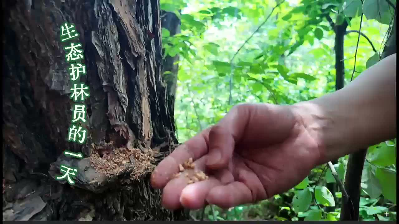 房县：生态护林员的一天